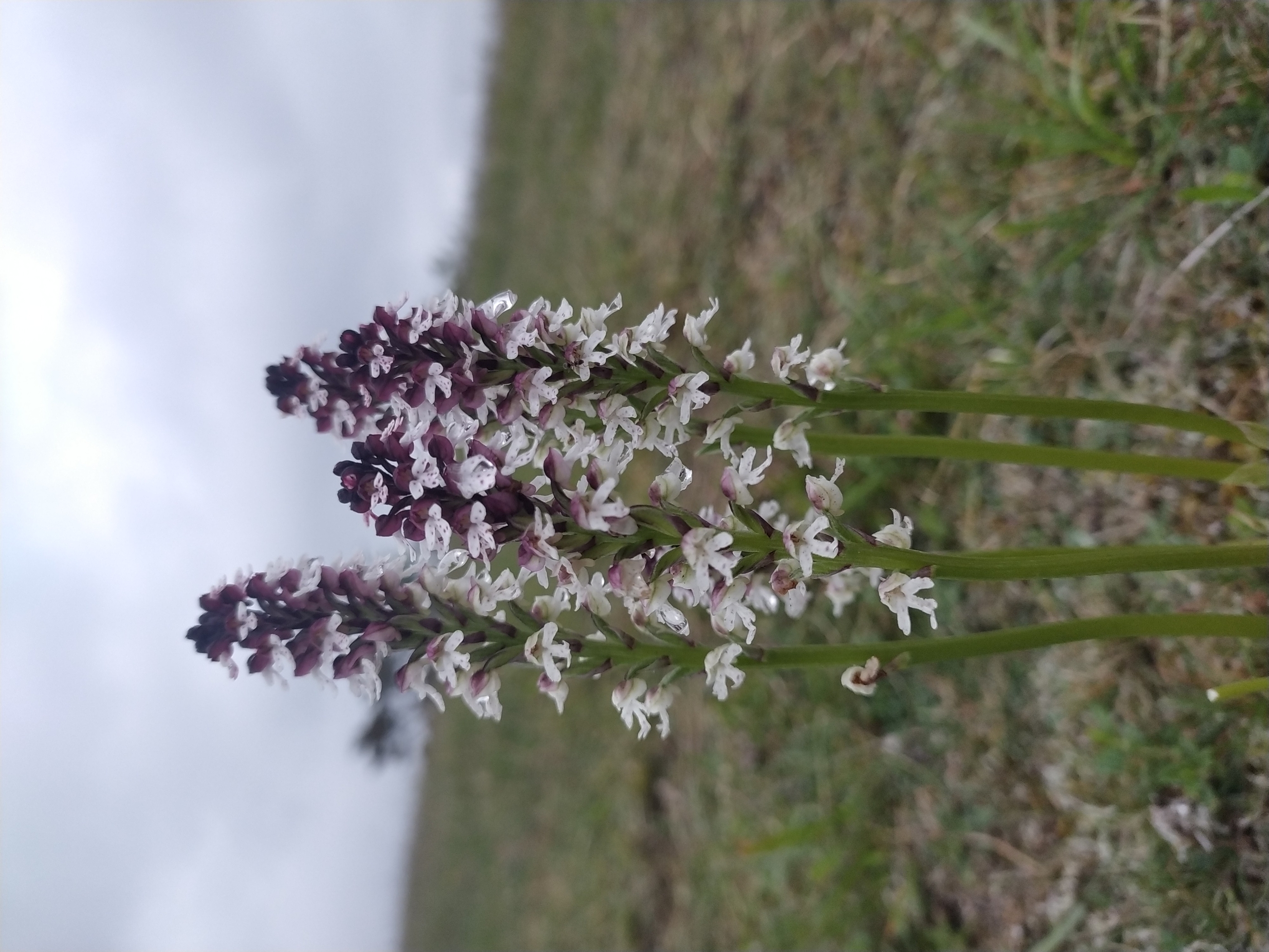 Orchis