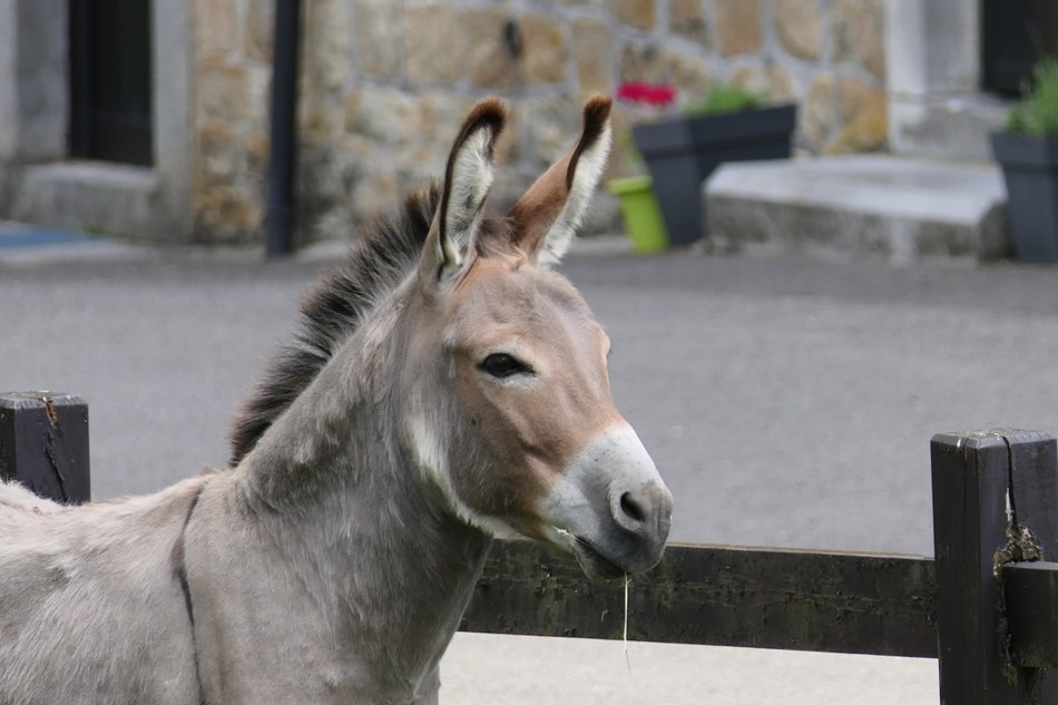 Etats d'Anes
