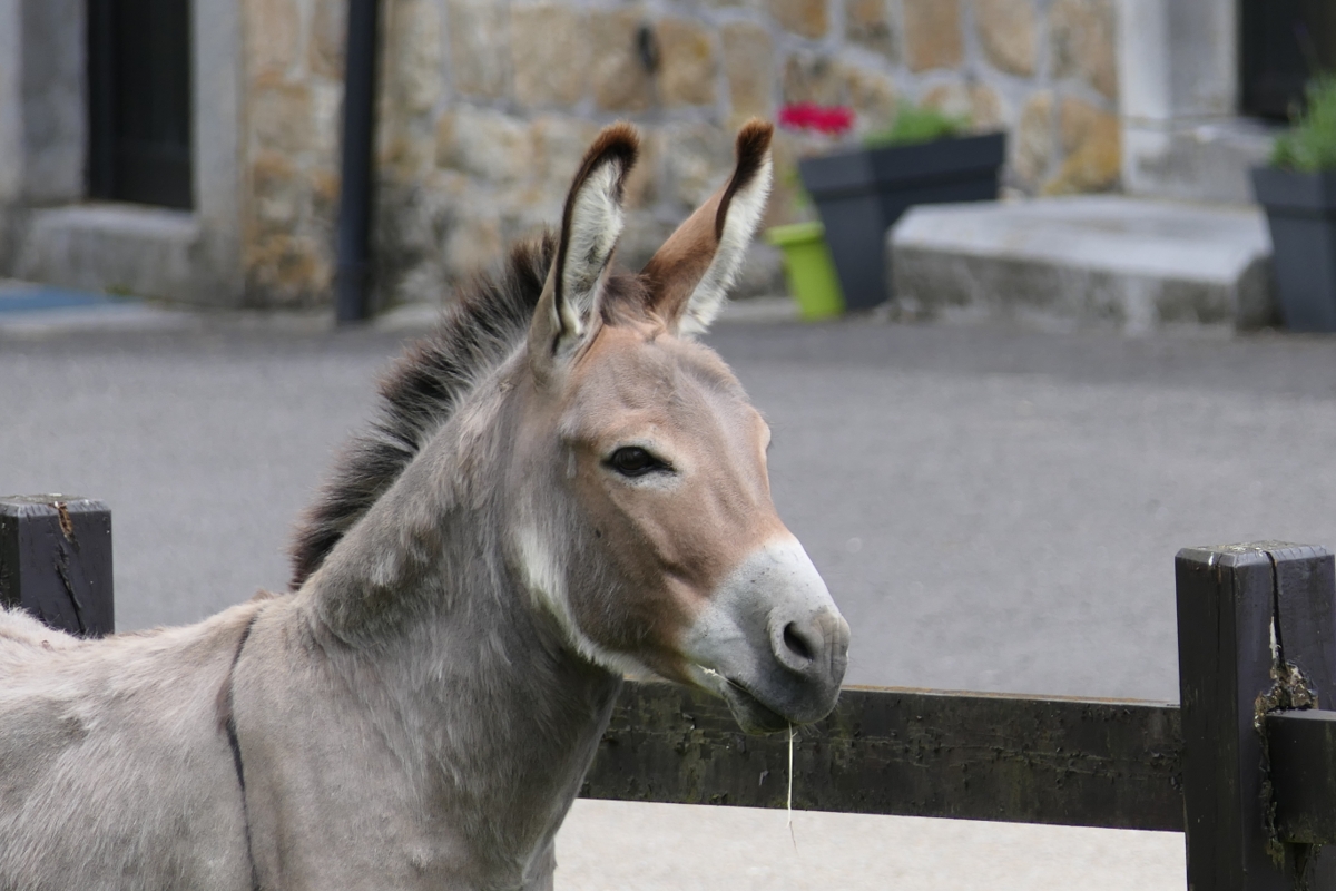 Etats d'Anes