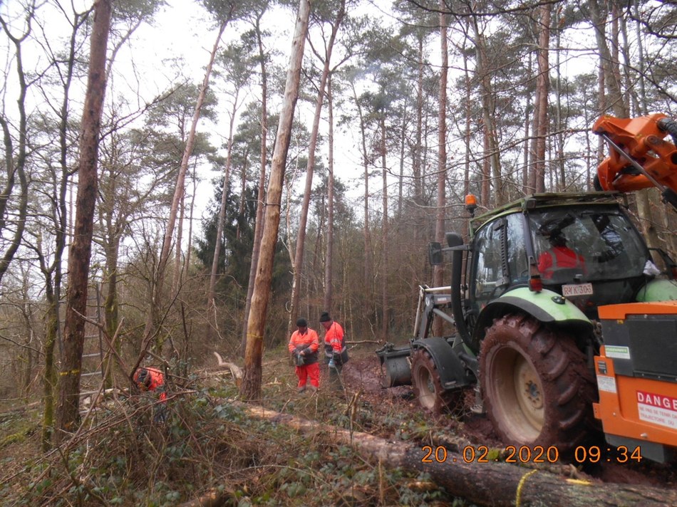 Travaux forestiers